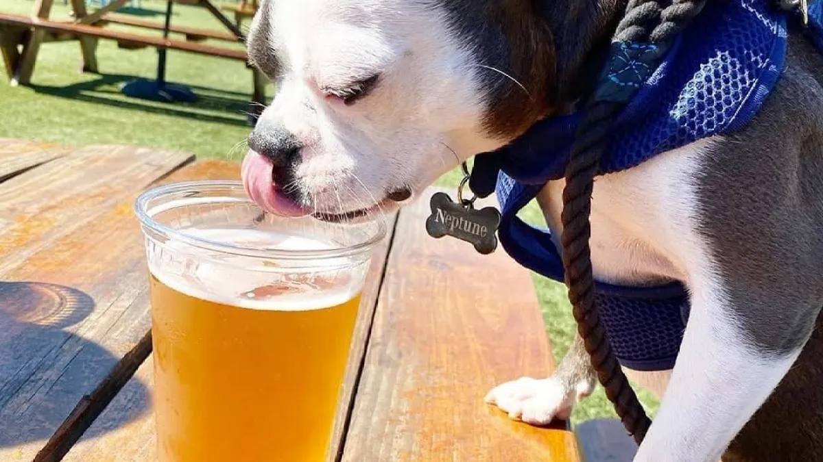 a dog sitting next to a glass of beer on a table