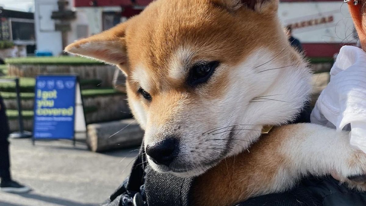 a dog looking at the camera